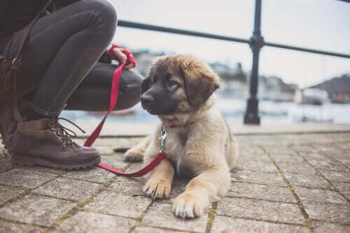A Leonberger puppy dog on a leash.