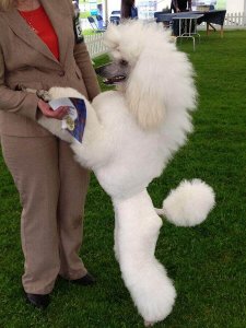 A poodle standing up.