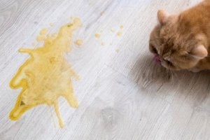 Sickness and Nausea in Cats: Causes and Treatment