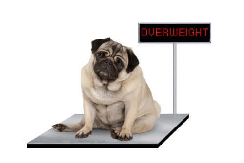 An overweight dog on a pair of scales