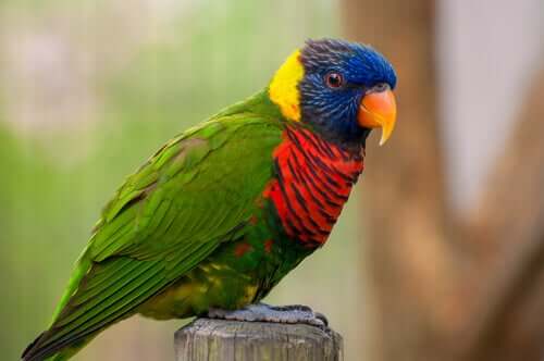 A colourful parrot bird staring at the camera.