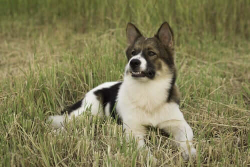 Dog Breeds Recognized by the World Canine Organization