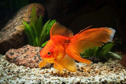 A pet goldfish in an aquarium. 