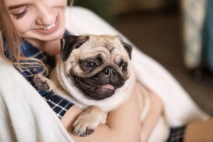 A pug with its owner.