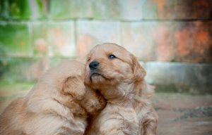Golden retriever puppies.