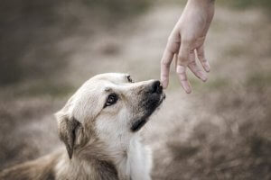 A dog's sense of smell is incredibly powerful.
