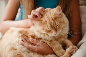 A girl stroking a ginger cat.