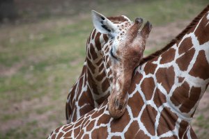 The Giraffe: Characteristics, Behavior, and Habitat
