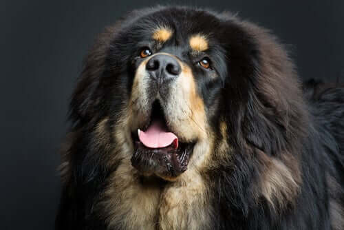 The Tibetan Mastiff dog breed.