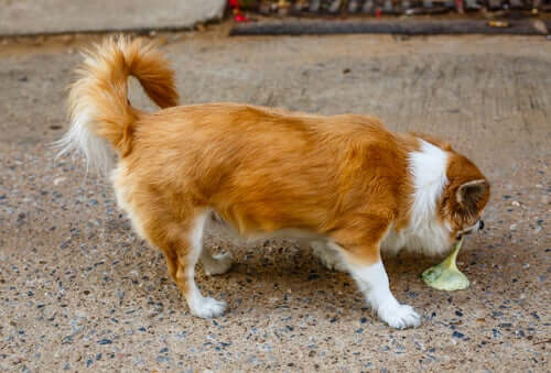 Different Types of Dog Vomit: What to Look For