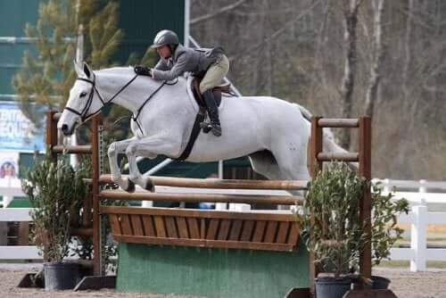 A Holsteiner jumping a fence in a race.