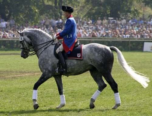 The elegant Holsteiner taking part in dressage.