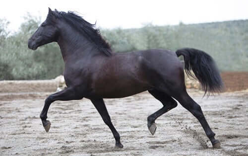 A Spanish horse breed running.