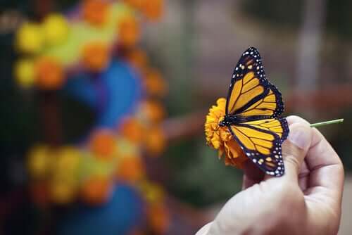 A butterfly on a flower.