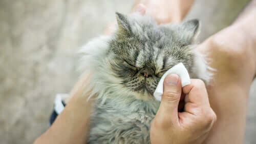 6 Causes of Eye Problems in Cats