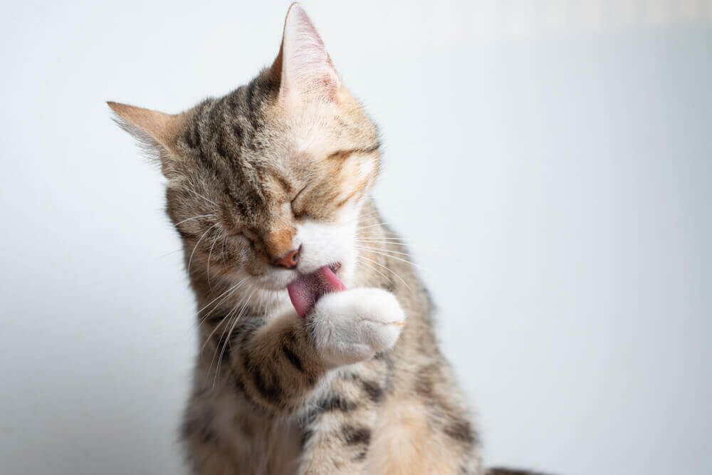 A cat licking its paws.