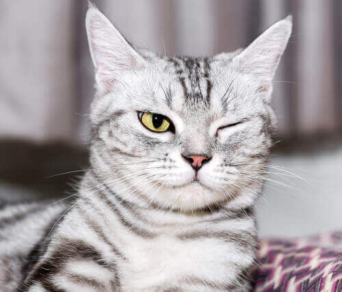 6 Causes of Eye Problems in Cats My Animals