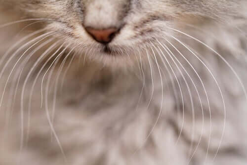 A cat's whiskers.