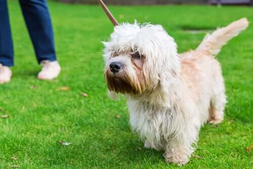 A dandie dinmont terrier going for a walk.