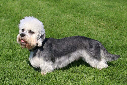 The Dandie Dinmont Terrier, A Loyal and Brave Dog