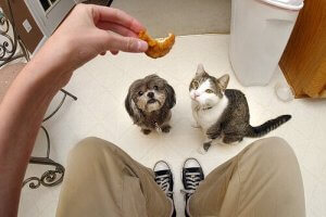 Why Cat Food And Dog Food Are Different