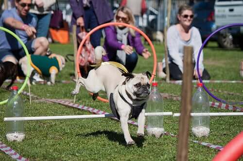 A dog competing in an obstacle race.