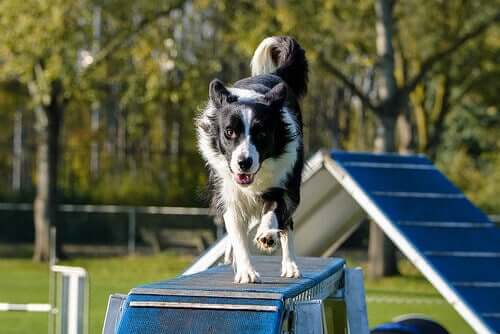 8 Unwritten Rules for Dog Parks