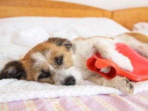 Stomach Pain in Dogs: Signs and Symptoms