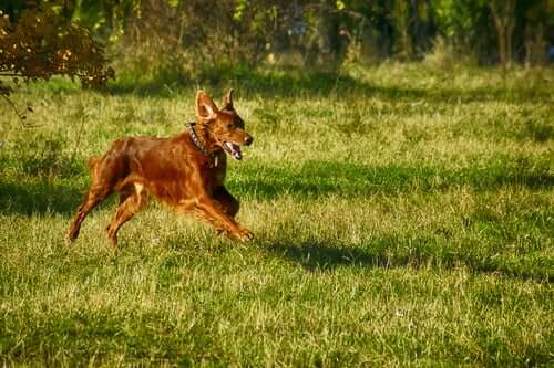 A dog running across a field.