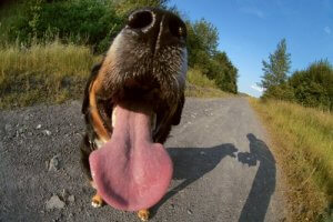 Causes of Halitosis in Dogs