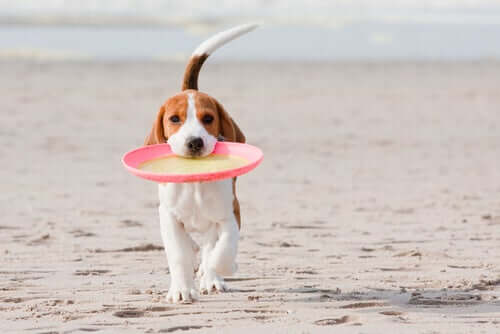 A dog walking on the beach with a frisbee in their mouth.