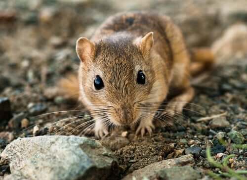 Βασική Φροντίδα Gerbil