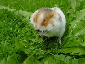 The Most Common Hamster Illnesses
