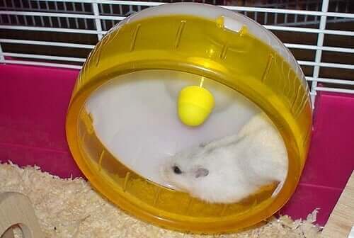 A hamster running in a wheel.