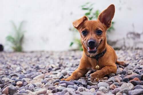 A happy dog lying on some pebbles.