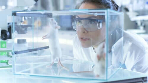 A mouse being studied in a lab.