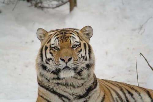 The Siberian Tiger: A Great Hunter in Danger of Extinction