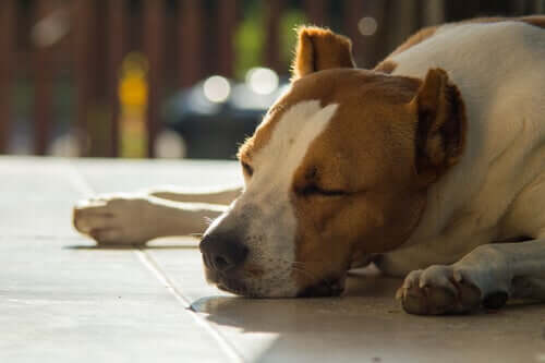A sick dog lying on the floor.