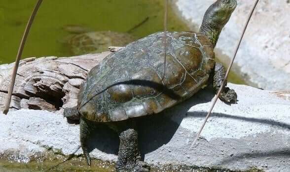 A spanish pond turtle, which is one of the Turtles in Spain.