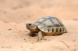 The Fascinating World of Turtles in Spain