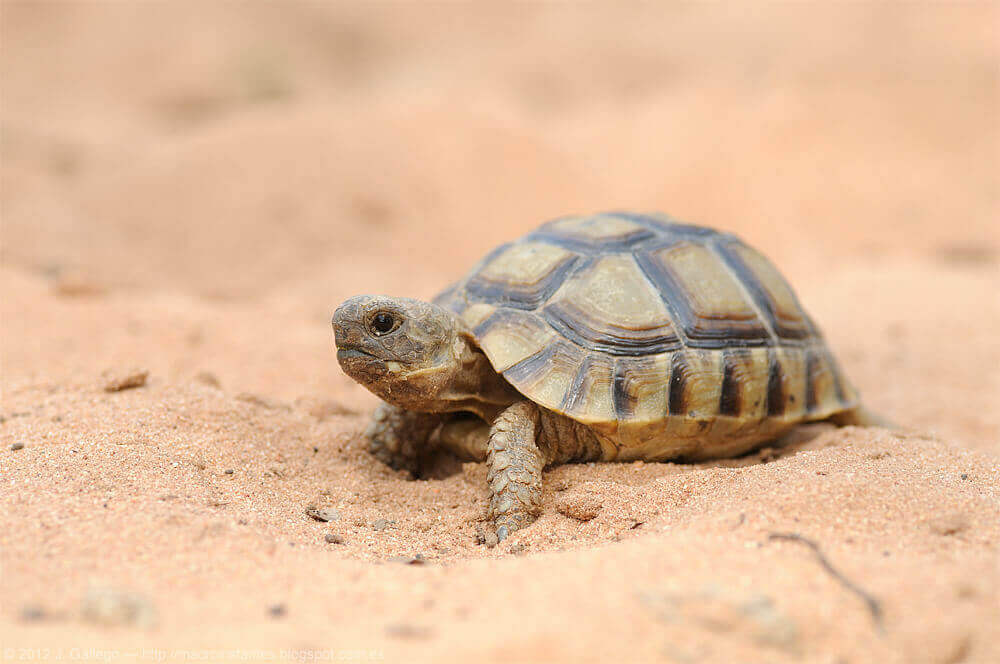 The Fascinating World Of Turtles In Spain My Animals