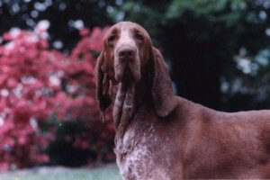 The Legendary Italian Pointer