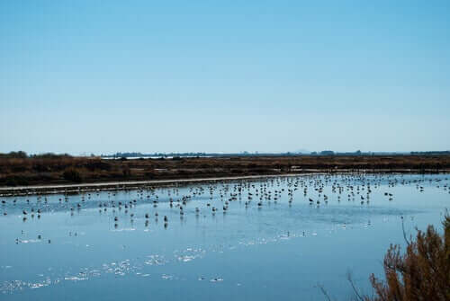 Birds on a lake.