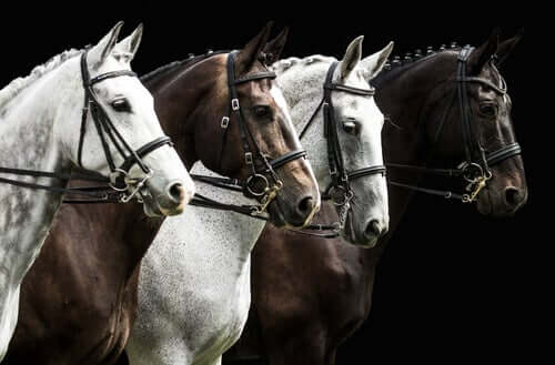 Black and white horses in a line.