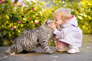 Can a Cat and Baby Live Together Happily?