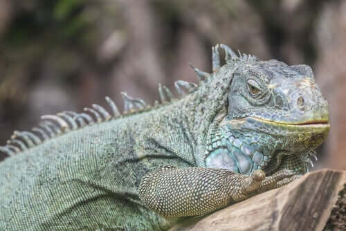 An iguana as a pet on a branch.
