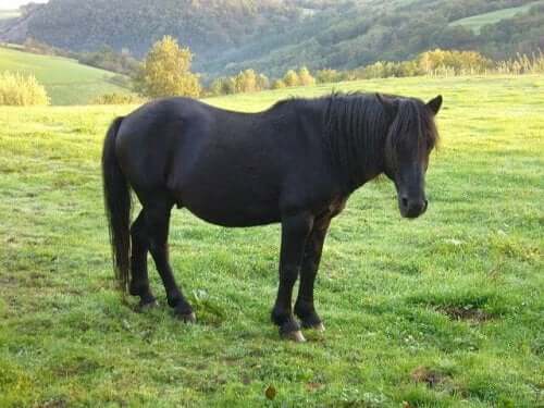 One of the Spanish horse breeds in a field.