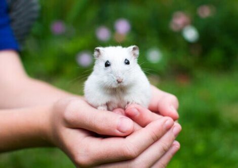 The Most Common Hamster Illnesses - My Animals