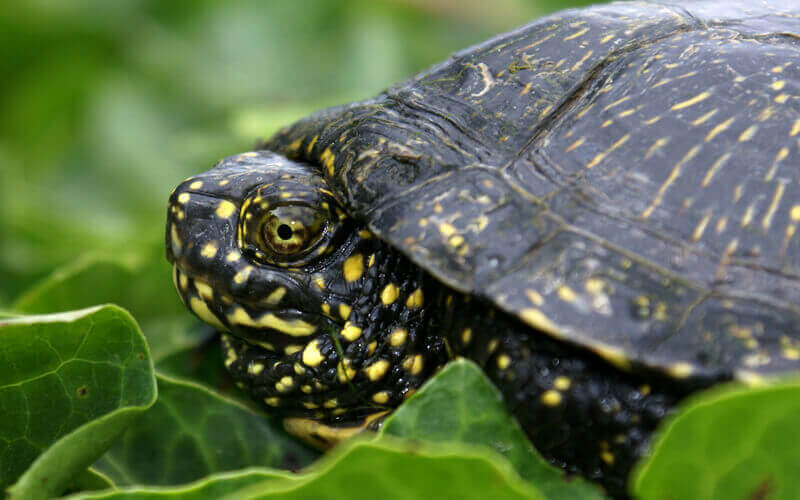 The European pond turtle.