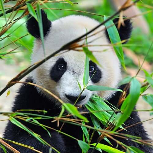 The panda looking at the camera through the leaves.